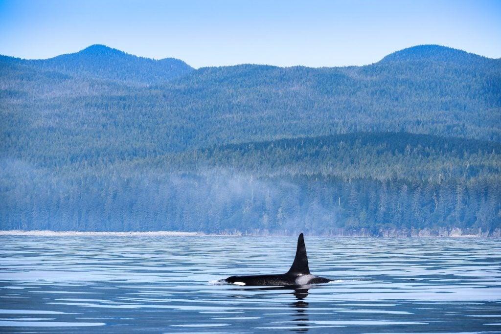 Whale Watching is one of the top things to do on Vancouver Island. Port Renfrew Canada.