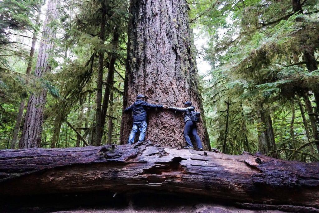 Cathedral Grove is a great place to see massive Douglas Firs and is one of the top things to do on Vancouver Island, British Columbia.