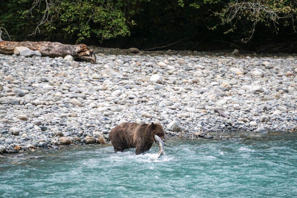 Taking a tour to see grizzly bears is easily one of the best things to do on Vancouver Island, British Columbia.